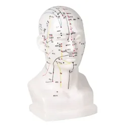 Acupunctuurmodel van kunststof Hoofdmodel, ca. 18 cm